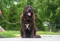 Tibetan Mastiff Queen, a female Caucasian Ovcharka and Tibetan Mastiff for sale in Newburgh, NY – 4 of 8