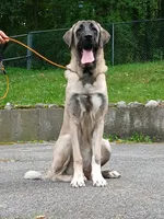 Kangal/Spanish mastiff female, a female Spanish Mastiff and Kangal Dog for sale in Newburgh, NY – 6 of 8