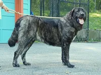 Caucasian Ovcharka/Spanish Mastiff 1 Female, a female Spanish Mastiff and Caucasian Ovcharka for sale in Newburgh, NY – 3 of 8