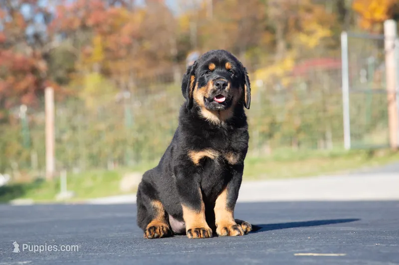 Tibetan Mastiff cross Caucasian Ovcharka and Rottweiler 1 female – Caucasian Ovcharka, Tibetan Mastiff puppy for sale in Newburgh, NY