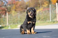 Tibetan Mastiff cross Caucasian Ovcharka and Rottweiler 1 female, a female Caucasian Ovcharka and Tibetan Mastiff for sale in Newburgh, NY – 1 of 7