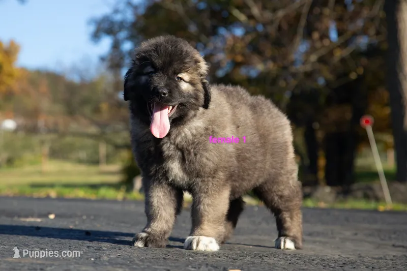 Purebred Caucasian Ovcharka female 1 – Caucasian Ovcharka puppy for sale in Newburgh, NY