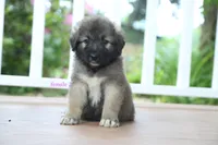 Purebred Caucasian Ovcharka pup 3, a female Caucasian Ovcharka for sale in Newburgh, NY – 3 of 7