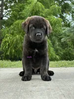 Tibetan Mastiff cross male , a male Rottweiler and Tibetan Mastiff for sale in Newburgh, NY – 2 of 5