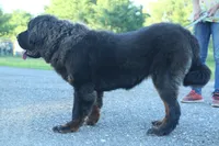 Purebred Tibetan Mastiff Female, a female Tibetan Mastiff for sale in Newburgh, NY – 4 of 4