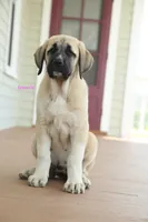 Purebred Kangal 1 Female, a female Kangal Dog for sale in Newburgh, NY – 2 of 9