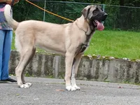 Kangal/Spanish mastiff female, a female Spanish Mastiff and Kangal Dog for sale in Newburgh, NY – 7 of 8