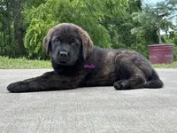 Tibetan Mastiff cross male , a male Rottweiler and Tibetan Mastiff for sale in Newburgh, NY – 4 of 5