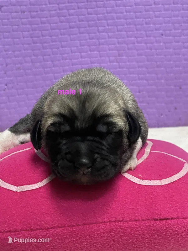 Kangal/Spanish mastiff male 1 – Spanish Mastiff, Kangal Dog puppy for sale in Newburgh, NY