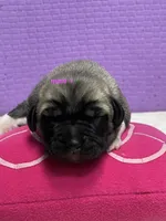 Kangal/Spanish mastiff male 1, a male Spanish Mastiff and Kangal Dog for sale in Newburgh, NY – 1 of 4