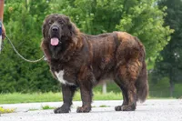 Tibetan Mastiff Queen, a female Caucasian Ovcharka and Tibetan Mastiff for sale in Newburgh, NY – 5 of 8