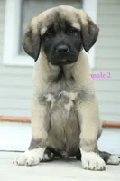 Purebred Kangal  male 2, a male Kangal Dog for sale in Newburgh, NY – 5 of 7