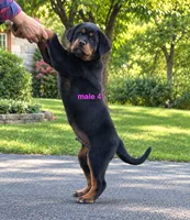 Tibetan Mastiff cross male 4, a male Caucasian Ovcharka and Tibetan Mastiff for sale in Newburgh, NY – 6 of 8