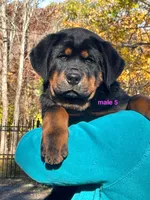 Tibetan Mastiff cross male 5, a male Caucasian Ovcharka and Tibetan Mastiff for sale in Newburgh, NY – 3 of 3