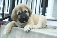 Purebred Caucasian Ovcharka pup 2, a female Caucasian Ovcharka for sale in Newburgh, NY – 3 of 10