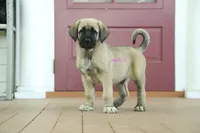 Purebred Kangal 1 male, a male Kangal Dog for sale in Newburgh, NY – 5 of 6