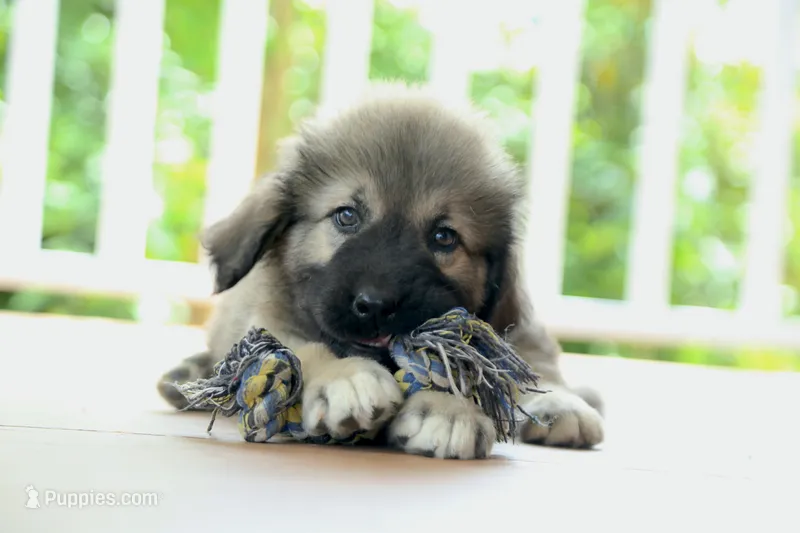 Purebred Caucasian Ovcharka pup 2 – Caucasian Ovcharka puppy for sale in Newburgh, NY