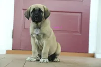 Purebred Kangal 1 male, a male Kangal Dog for sale in Newburgh, NY – 3 of 6