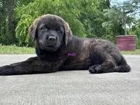 Tibetan Mastiff cross male , a male Rottweiler and Tibetan Mastiff for sale in Newburgh, NY – 3 of 5