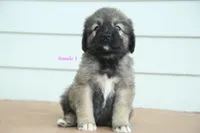 Purebred Caucasian Ovcharka pup 2, a female Caucasian Ovcharka for sale in Newburgh, NY – 7 of 9
