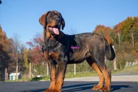 Tibetan Mastiff cross male 2, a male Rottweiler and Tibetan Mastiff for sale in Newburgh, NY – 5 of 6