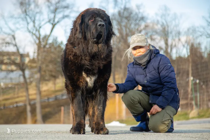 Tibetan Mastiff King