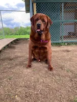 Tibetan Mastiff/Rottweiler male, a male Rottweiler and Tibetan Mastiff for sale in Newburgh, NY – 3 of 4
