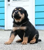 Tibetan Mastiff cross male 1, a male Caucasian Ovcharka and Tibetan Mastiff for sale in Newburgh, NY – 4 of 7