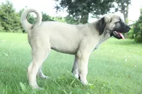 Purebred Kangal 1 Female, a female Kangal Dog for sale in Newburgh, NY – 6 of 6