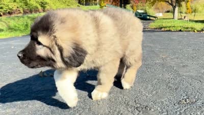 Purebred Caucasian Ovcharka male , a male Caucasian Ovcharka for sale in Newburgh, NY – 6 of 6