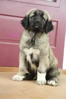 Purebred Kangal  male 3, a male Kangal Dog for sale in Newburgh, NY – 10 of 10
