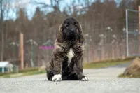 Fila Braziliero/CO pup 1, a female Caucasian Ovcharka and Fila Brasileiro for sale in Newburgh, NY – Photo 4 of 4