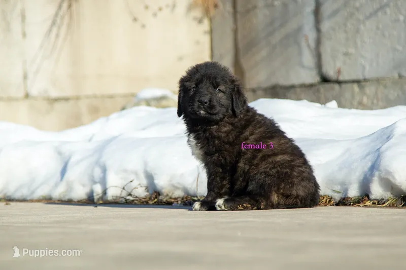 Fila Braziliero/CO pup 5