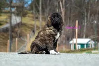 Fila Braziliero/CO pup 1, a female Caucasian Ovcharka and Fila Brasileiro for sale in Newburgh, NY – Photo 2 of 4