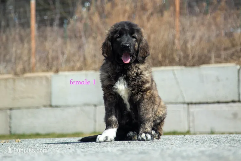 Fila Braziliero/CO pup 1 – Caucasian Ovcharka, Fila Brasileiro puppy for sale in Newburgh, NY