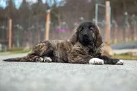 Fila Braziliero/CO pup 1, a female Caucasian Ovcharka and Fila Brasileiro for sale in Newburgh, NY – Photo 3 of 4