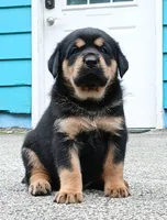 Tibetan Mastiff cross male 1, a male Caucasian Ovcharka and Tibetan Mastiff for sale in Newburgh, NY – 1 of 7