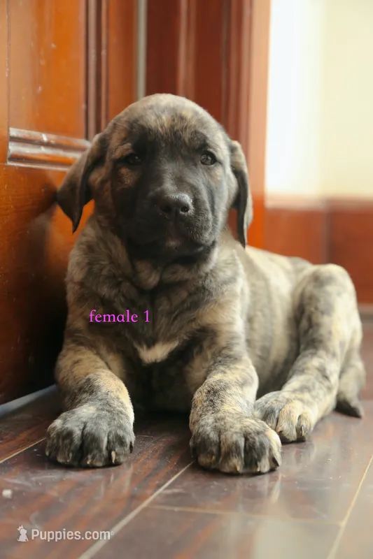 Caucasin Ovcharka/FB pup 2