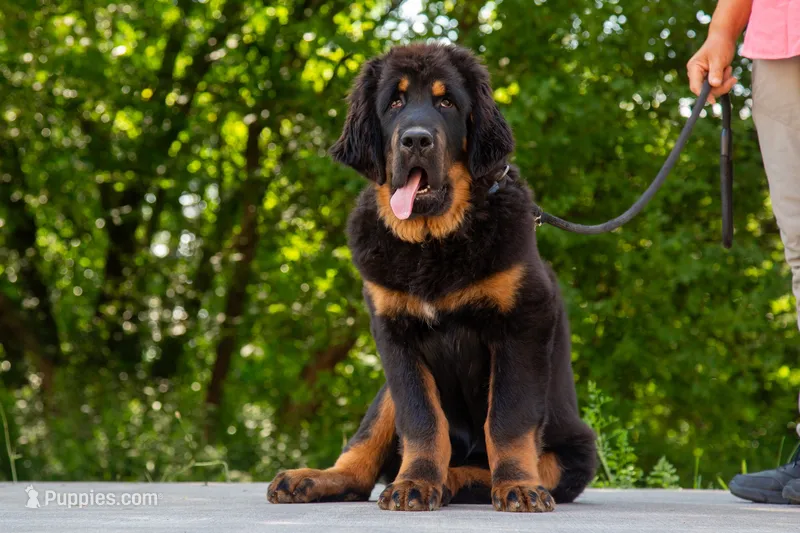 Purebred Tibetan Mastiff male – Tibetan Mastiff puppy for sale in Newburgh, NY