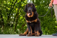 Purebred Tibetan Mastiff male, a male Tibetan Mastiff for sale in Newburgh, NY – 1 of 5