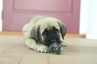 Purebred Kangal 1 male, a male Kangal Dog for sale in Newburgh, NY – 2 of 6