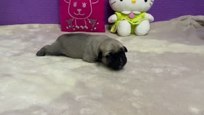 Kangal/Spanish mastiff male 2, a male Spanish Mastiff and Kangal Dog for sale in Newburgh, NY – 4 of 4