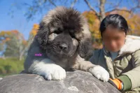 Purebred Caucasian Ovcharka male , a male Caucasian Ovcharka for sale in Newburgh, NY – 3 of 6