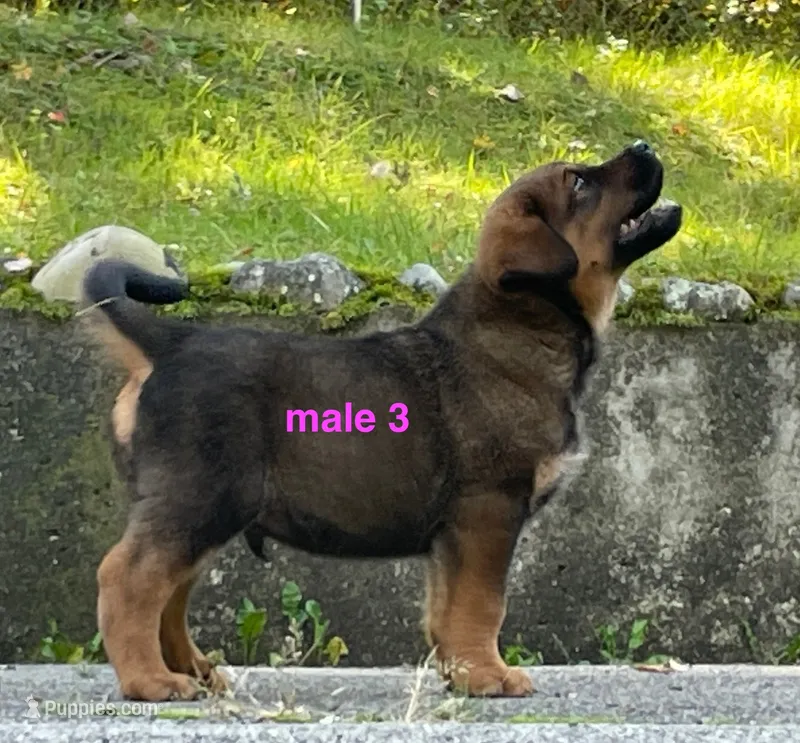 Tibetan Mastiff cross male 3 – Caucasian Ovcharka, Tibetan Mastiff puppy for sale in Newburgh, NY