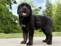 Tibetan Mastiff cross Female, a female Rottweiler and Tibetan Mastiff for sale in Newburgh, NY – 3 of 5