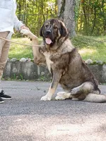 Caucasian Ovcharka/Spanish Mastiff 1 male , a male Spanish Mastiff and Caucasian Ovcharka for sale in Newburgh, NY – 7 of 8