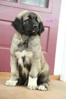 Purebred Kangal  male 3, a male Kangal Dog for sale in Newburgh, NY – 5 of 10