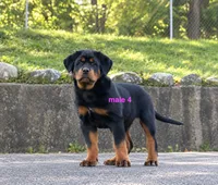 Tibetan Mastiff cross male 4, a male Caucasian Ovcharka and Tibetan Mastiff for sale in Newburgh, NY – 3 of 8