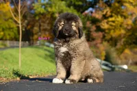 Purebred Caucasian Ovcharka female 2, a female Caucasian Ovcharka for sale in Newburgh, NY – 5 of 6