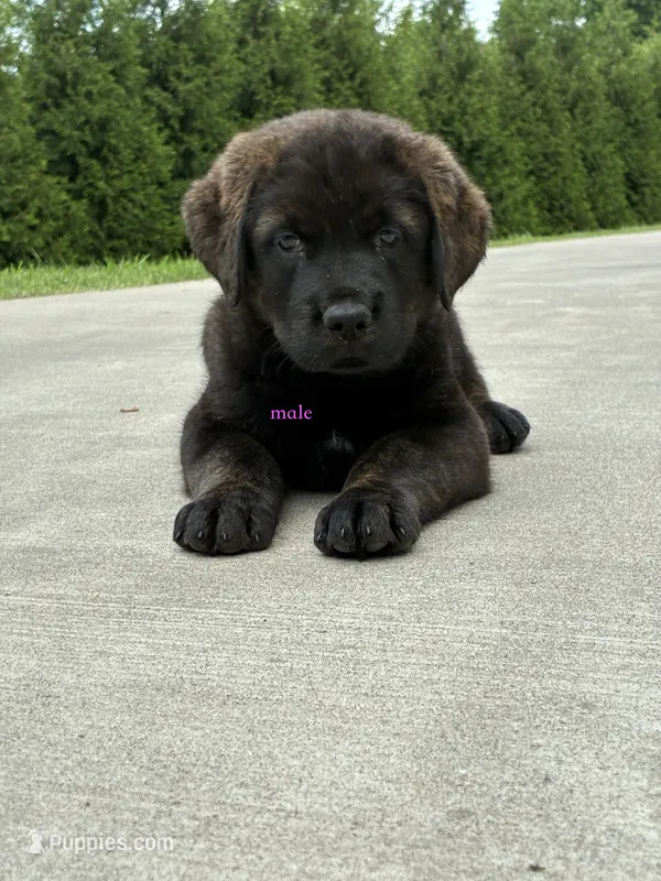 Tibetan Mastiff cross male  – Rottweiler, Tibetan Mastiff puppy for sale in Newburgh, NY